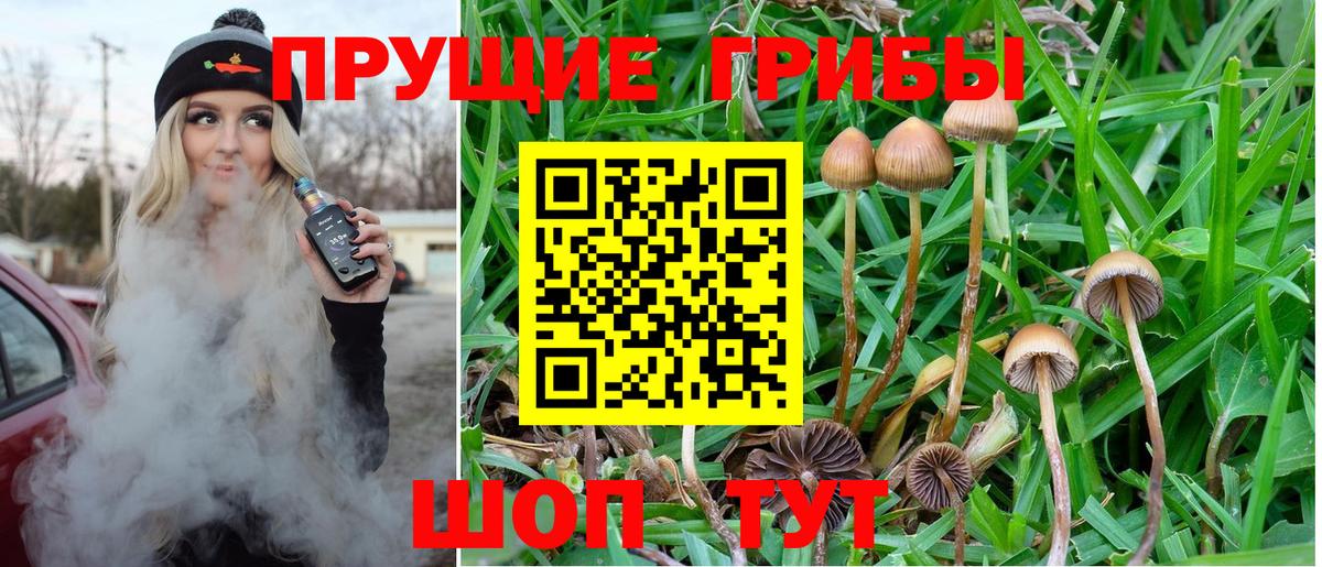 Удомля  Псилоцибиновые грибы GOLDEN TEACHER  Псилоцибиновые грибы Psilocybine cubensis  Вход с VPN 
